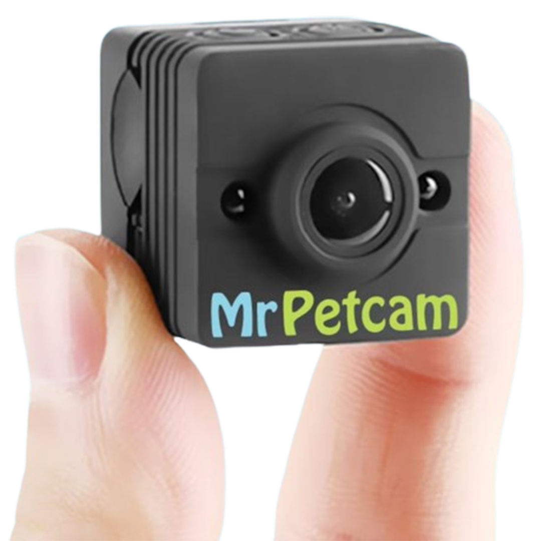 Mr PetCam HD, a collar-mounted camera, records your pet's adventures in