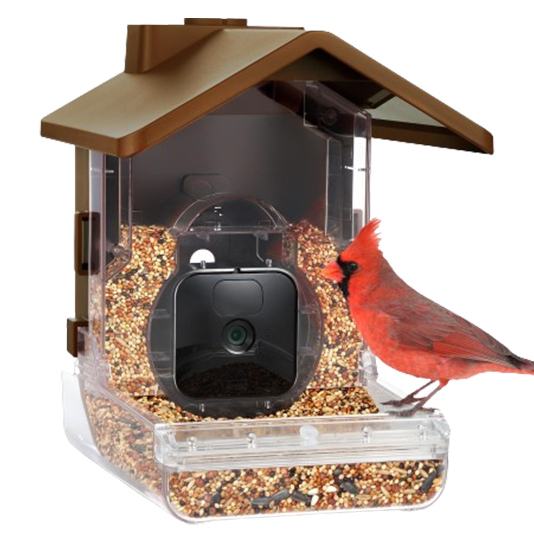 A vibrant bird engages with the Wasserstein smart bird feeder, demonstrating the interactive experience offered by this top smart bird feeding device.